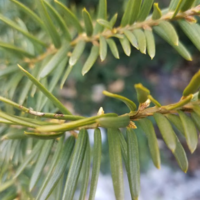 Close-up of a green evergreen branch with new buds.