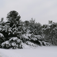 A large dark pine tree backed by other, smaller pines, all covered in fresh white snow.