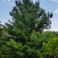 A large dark green pyramidal shaped evergreen tree planted in an open, grassy area with woodland in the background and a young deciduous tree in a mulched bed in the foreground.