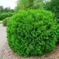 Round, sheared bright green evergreen in a mulched bed next to an asphalt pathway with other plants in the background.