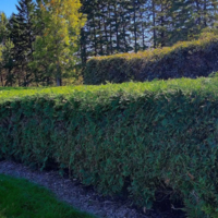 A formally sheared evergreen hedge with pine trees and a second hedge in the background and lawn in the foreground.