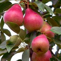Ripe, red pears hanging on a tree.
