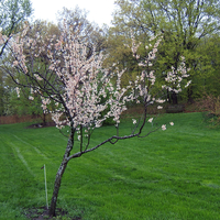Small flowering plum tree.
