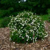Abbotswood Potentilla shrub