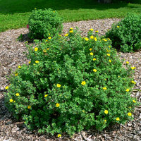 Dakota Goldrush® Potentilla shrub