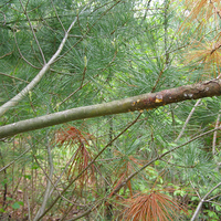 Pruned out branches of white pine with visible orange needles