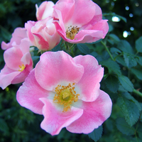 Carefree Delight™  Rose