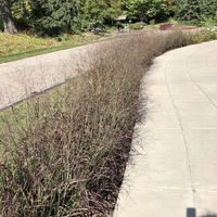 Purple switchgrass along a walkway.