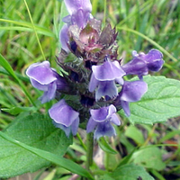 A broad-leaved plant with purple flowers in a lawn.