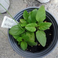 Young, green-leaved plants in a pot.