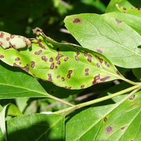 close up of leaves with brown spots and curled edges