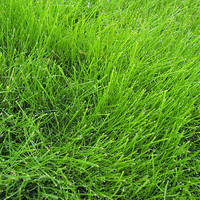 Closeup of an area of grass (slender creeping red fescue) on a lawn.