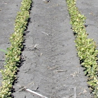 Two rows of soybean with bare soil in between rows.