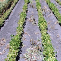 Soybean planted in rows with compacted soil in between rows and signs of iron chlorosis (yellowing) on leaves.