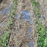Two scraggly rows of soybean with unmanaged oat straw in between rows.