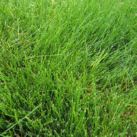 Closeup of an area of grass (strong creeping red fescue) on a lawn.