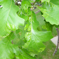 bubbled and ragged edges on oak leaves on a tree branch