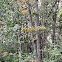 A tree with heavy defoliation 