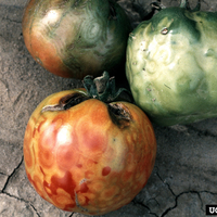 Three tomatoes with bumps and discoloration.
