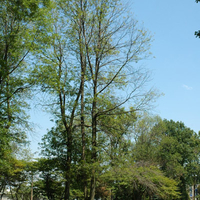 Tree canopy viewed from afar.