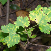 yellow discoloration  and holes on several leaves on a plant in a wooded area
