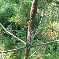 Pine tree with sticky, white powder on the trunk