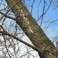 Woodpecker marks on an emerald ash borer-infested tree. 