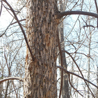 A tree with an emerald ash borer infestation and severe damage from woodpeckers.