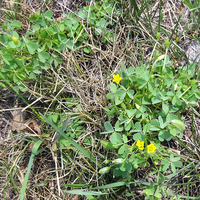  Bright green plants with yellow flowers in a patchy, dry lawn.
