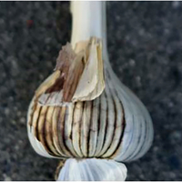 One garlic bulb. Its outer layer is  discolored with dark brown lines, it gets more severe in the inner layers.