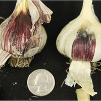 Two garlic bulbs with outer layer removed to show severe reddish brown discoloration.