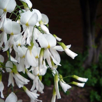 Drooping white flowers of the yellowwood tree.