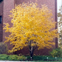 Yellowwood tree in fall.