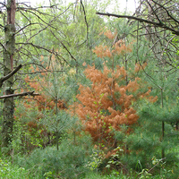 A young white pine with orange needles all over