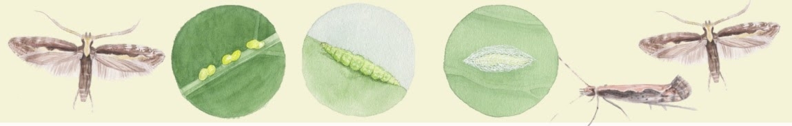 Six images of diamondback moth during its different life stages on a green background. The first drawing is an adult diamondback moth with its wings outstretched. The second is a circular cutout showing eggs along a leaf being. The third is a small green larva. The fourth is a drawing of the pupal stage, which looks like a small green worm encased in a web with a leaf background. The final images are the adults again - one has its wings folded in, and the other has them outstretched. 