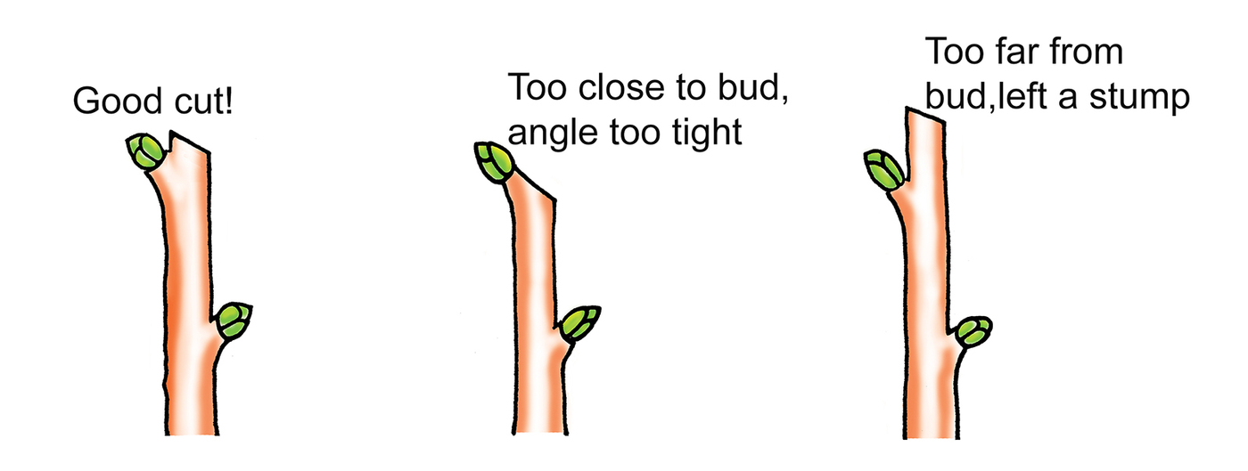 Illustration of three stems with buds with text. From left: Stem with a cut made about 1/4 inch from above a bud with caption "Good cut!" Stem with caption "Too close to bud, angle too tight.” Followed by a stem with caption "Too far from bud, left a stump.” 