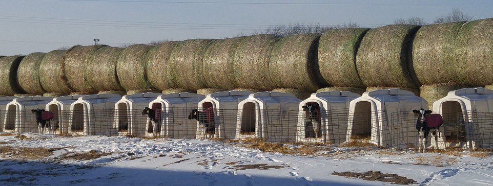 Long row of white calf hutches with calves coming out of them in front of stacked hay bales in winter.
