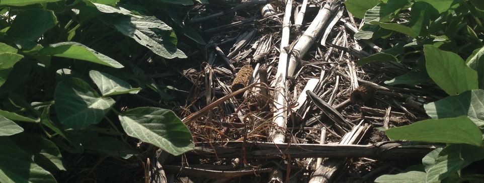 corn residue in soybeans
