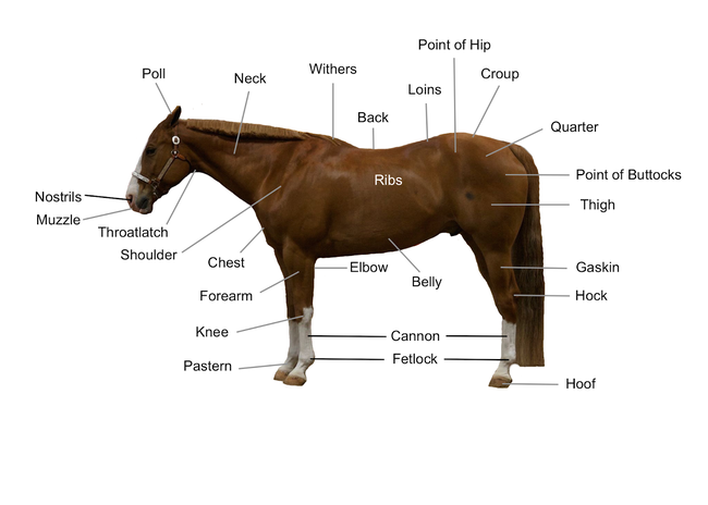 Thoroughbred Conformation Chart