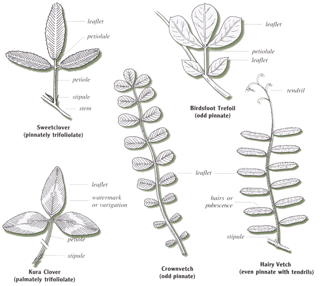 Typical legume leaf arrangements