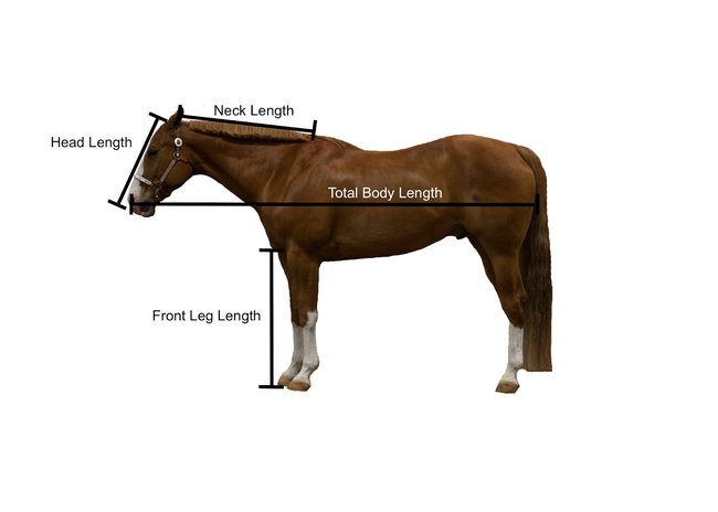 Side view of horse with lines indicating head length, neck length, front leg length and total body length.