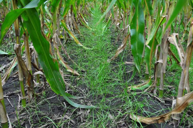 seeding cover crops