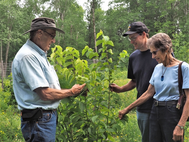 A family of three adults converse over their small but growing hazelnut tree