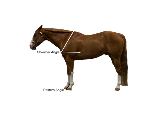Shoulder angle and pastern angle indicated on horse.