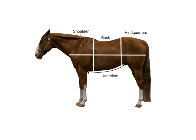 Diagram of horse with shoulder, back, hindquarters and underline indicated.