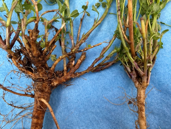 alfalfa crown and stem comparison