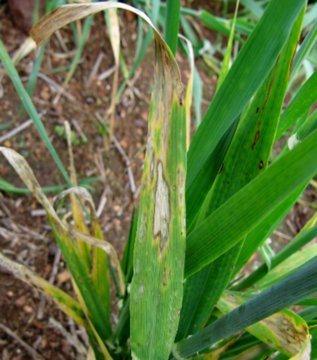 leaf scald lesions on barley leaf