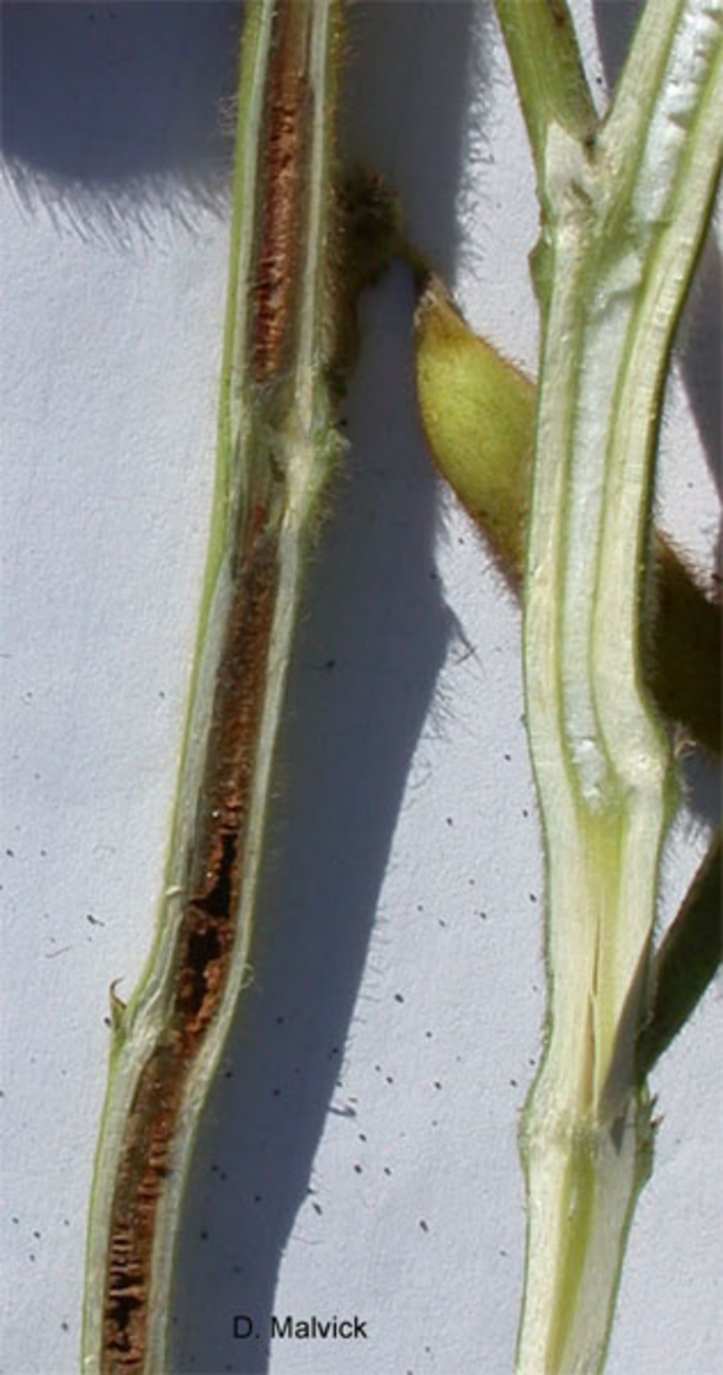 cut-a-way view of two soybean plant stems one with white pith the other with brown pith.