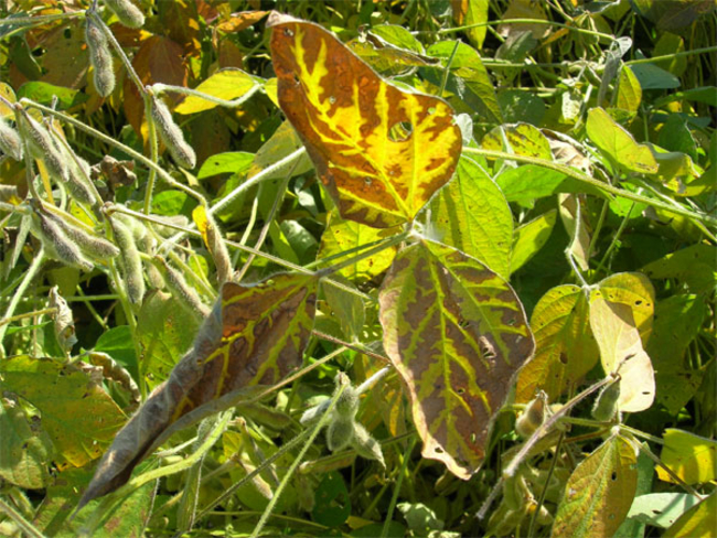 soybean leaves which are brown and yellow along the leaf veins. 