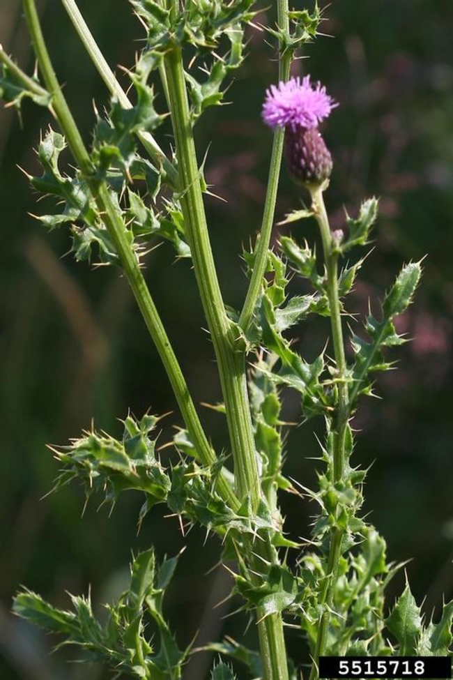 Close-up of a Canada thistle stem